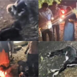 अवकाळी पावसासह गारपिटीने पशुधनांस शेतीमालांचेही नुकसान, शेतकऱ्यांचा संसार उध्वस्त; डोळ्यात अश्रू