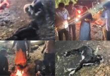 अवकाळी पावसासह गारपिटीने पशुधनांस शेतीमालांचेही नुकसान, शेतकऱ्यांचा संसार उध्वस्त; डोळ्यात अश्रू